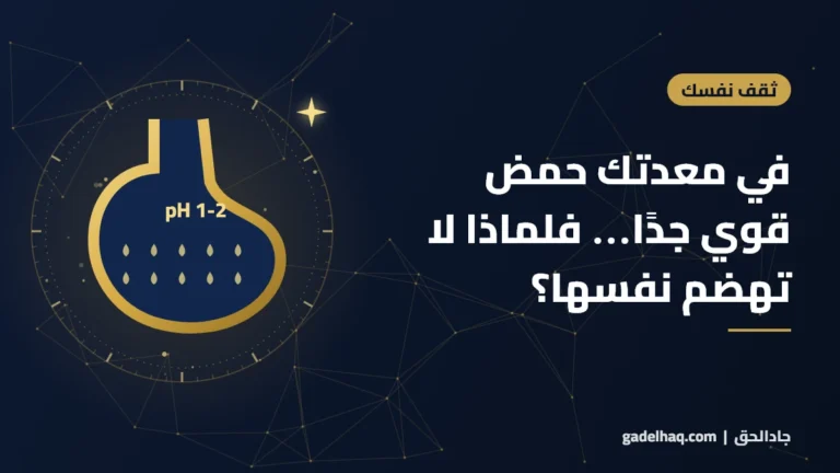 في معدتك حمض قوي جدًا… فلماذا لا تهضم نفسها؟